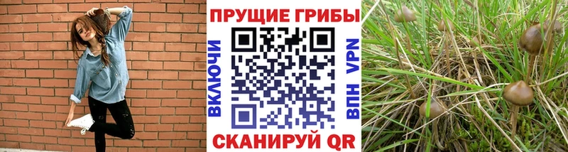 Галлюциногенные грибы прущие грибы  Новосиль 